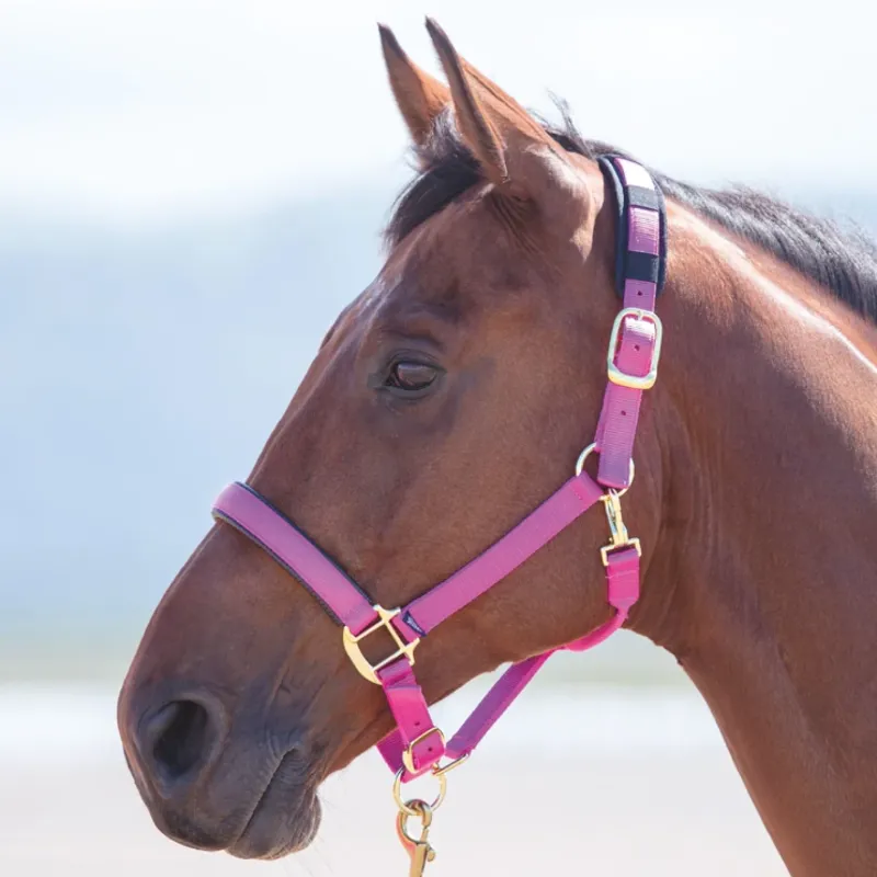 Topaz Nylon Headcollar Raspberry x full